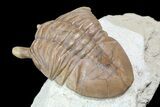 Rare, Asaphus Holmi Trilobite - Russia #74041-5